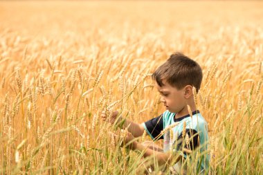 Küçük çocuk düşünün buğday buğday sahada yürüyüş 