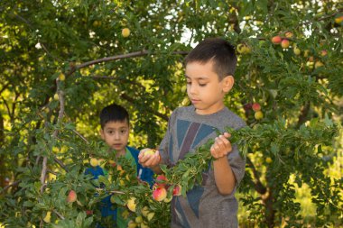 Çocuklar bahçedeki Erik hasat