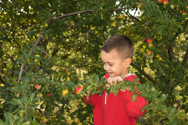 Der Kleine Junge Erntet Garten Eine Pflaume — Stockfoto