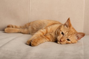 Tam vücut portresi bej kanepe yalan şirin kızıl saçlı yavru kedi.  