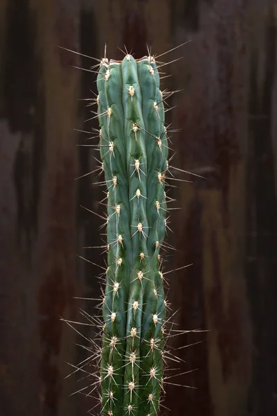 Decoratieve Cactus Een Donkere Achtergrond Van Textuur — Stockfoto