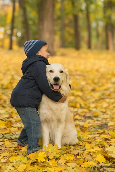 一个穿着牛仔裤和蓝色夹克的小男孩在情感上拥抱着大的白色拉布拉多狗 他们在秋季公园散步 — 图库照片