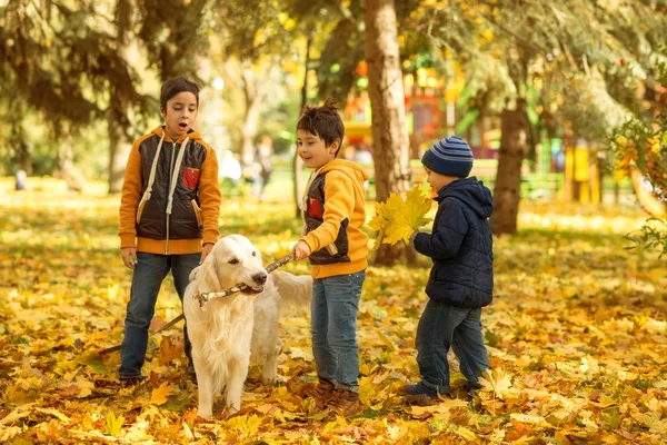 Small Three Boys Emotionally Play Large White Labrador Dog Walking — Stock Photo, Image