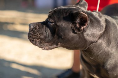 Pit bull yerli safkan büyük köpek anlamına gelir ve uzak görünüyor.