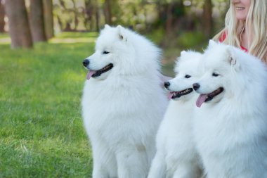 Üç beyaz Samoyed yeşil çimenlerin üzerinde kadın arıyor bir yana, açık havada oturma portre kadar bel
