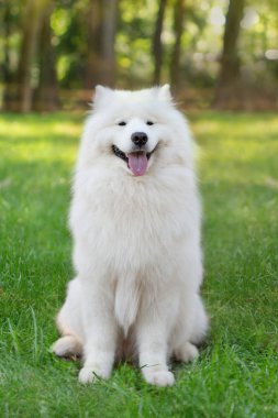 Tam vücut dilini dışarı sıkışmış beyaz Samoyed yeşil çimenlerin üzerinde oturuyor ve kameraya, açık havada seyir portresi
