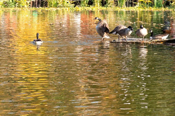 Geese Relaxing Pond Autumn Park Sunny Day One Goose Proudly — Stock Photo, Image