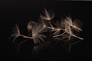 Karahindiba şemsiye studio, yakın çekim, makro fotoğraf Studio choatical şekilde siyah bir yansıtıcı yüzey üzerinde yalan
