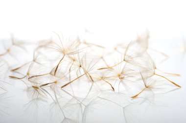 Karahindiba şemsiye studio, yakın çekim, makro fotoğraf Studio choatical şekilde beyaz bir yansıtıcı yüzey üzerinde yalan