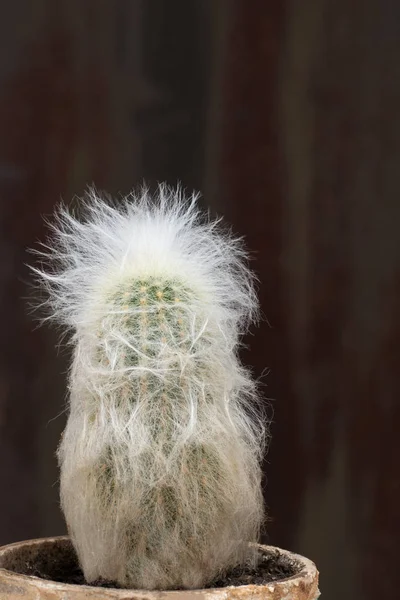 Tiro Cactus Esponjoso Una Olla Cerámica Sobre Fondo Textura Marrón —  Fotos de Stock