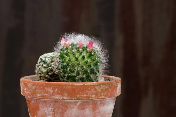 Een Schot Van Bloeiende Cactus Een Keramische Pot Een Donkere — Stockfoto