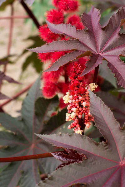 Fragmento Una Planta Con Flores Rojas Hojas Grandes Color Burdeos —  Fotos de Stock