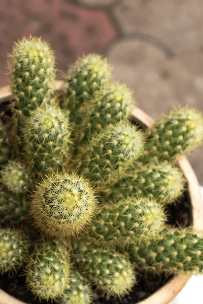Shot Van Cactus Een Keramische Pot Een Donkere Bruin Textuur — Stockfoto