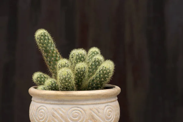 Ein Schuss Kaktus Einem Keramiktopf Auf Dunkelbraunem Texturiertem Hintergrund — Stockfoto