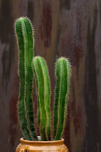Shot Green Cactus Ceramic Pot Dark Brown Textural Background — Stock Photo, Image
