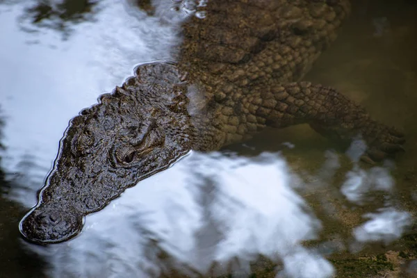 Crocodile Parkba Mauritius Krokodil Úszni Vízben Felülnézet — Stock Fotó