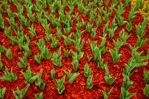 Ze země na květinové posteli se vynořily zelené listy tulipány, které jsem — Stock fotografie