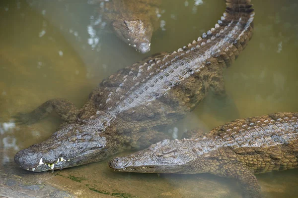 Três crocodilos nadam na água no parque de crocodilos em Mauritiu — Fotografia de Stock