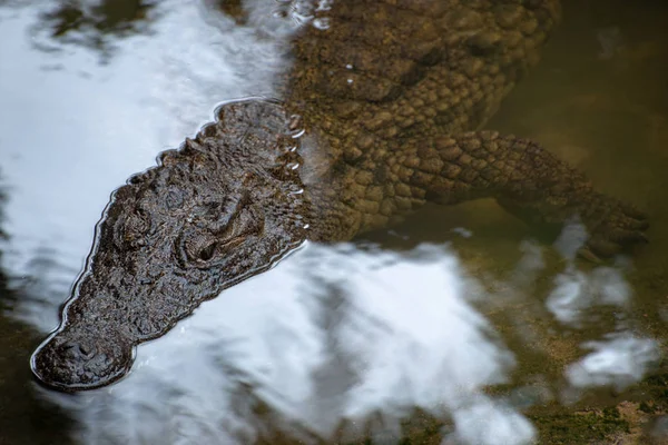 Close up portrait of a crocodile in the National crocodile park — Stock Photo, Image