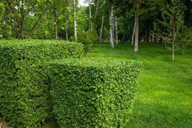 Parkta peyzaj. Güzel kesilmiş boxwood çalılar içinde 