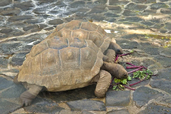 Duas tartarugas estão de pé sobre os paralelepípedos nas proximidades e comer b — Fotografia de Stock