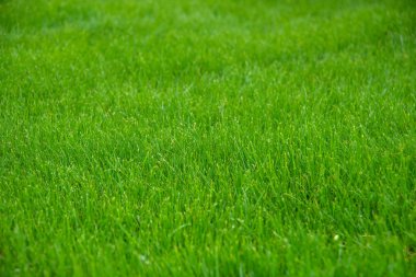 Sahada yeşil çimenler. Arka plan görüntüsü. Doku