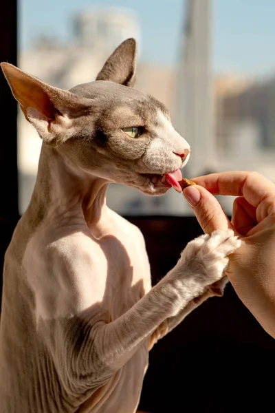 Donna alimenta animale domestico canadese sfinge gatto felino cibo secco. Il gatto g — Foto Stock