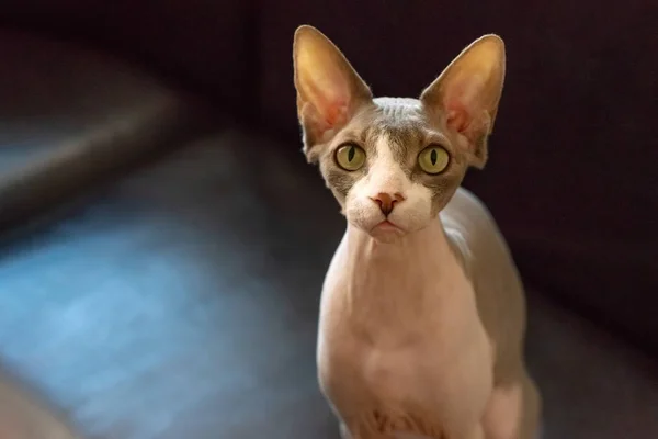 Closeup portrait of a pet of the Canadian Sphynx cat on dark bac — Stock Photo, Image
