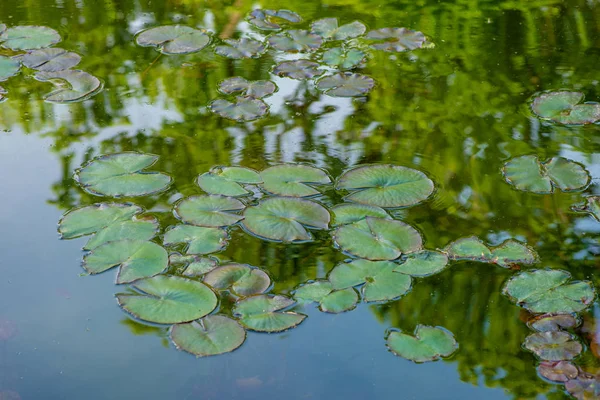 Lily leaves in a pond in a park.  On the water, the reflection o