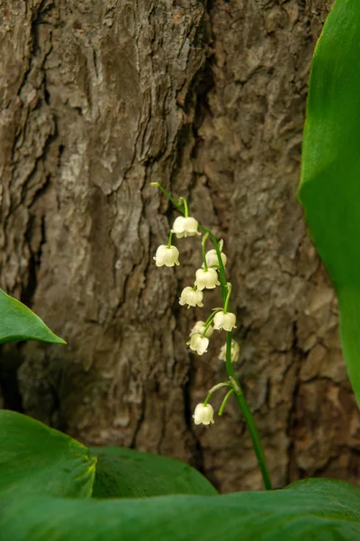 Brin de lis fleuri de la vallée avec des feuilles près d'un arbre dans — Photo