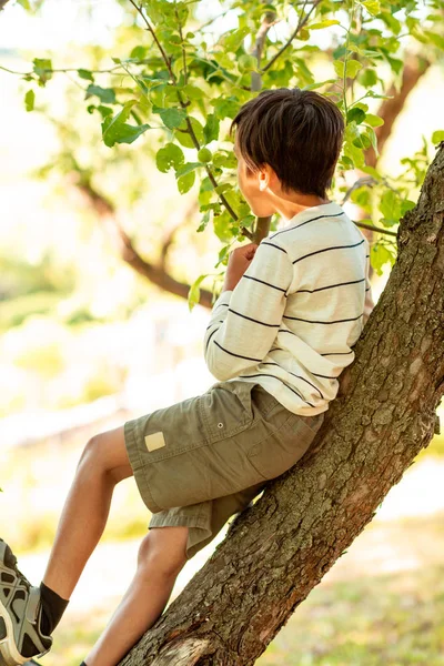 Den unge pojken sitter på ett träd i trädgården. Han tittar in i di — Stockfoto