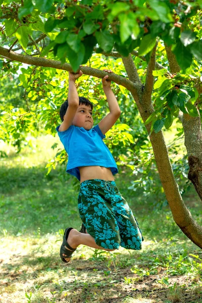 Hoch se vytahuje na větev stromu v zahradě. — Stock fotografie