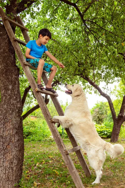 A boy playing with a dog in the garden.  He sits on a wooden ste — Stock Photo, Image