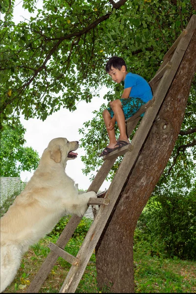 Un chico jugando con un perro en el jardín. Él se sienta en un ste de madera — Foto de Stock