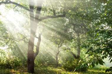   Güneş ışınları ağaçların yaprakları ile yol yapmak bir