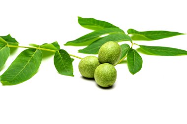 Yeşil kabuğu ve yaprakları ile bir ceviz dalı Stüdyo çekim , isol