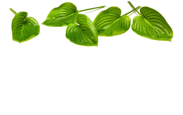 Green large leaves of a garden plant of a host lie on a white ba — Stock Photo, Image