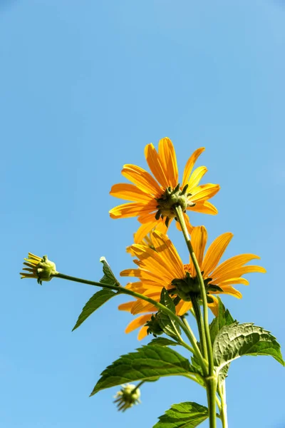 Sprig of yellow flowers against the blue clear sky