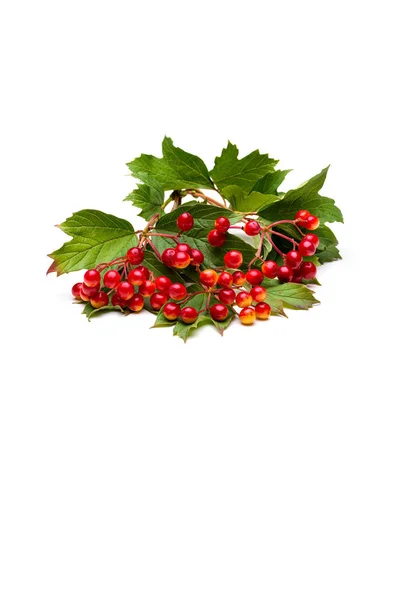 Sprig of red viburnum berries , isolated — Stock Photo, Image