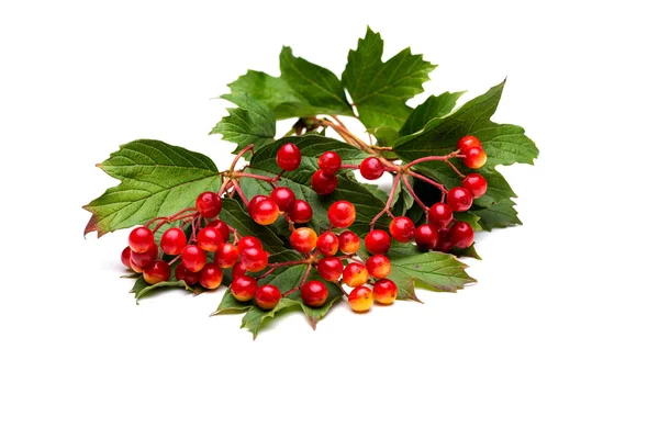 Sprig of red viburnum berries , isolated — Stock Photo, Image