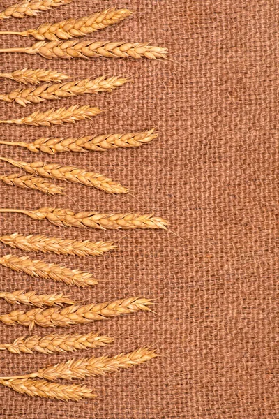 Orelhas de trigo estão em um guardanapo de juta. O conceito de colheita e — Fotografia de Stock