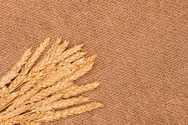 Ears of wheat lie on a jute napkin.  The concept of harvest and welfare. Texture background. Copy space.