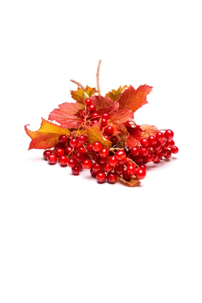 Twig of  red viburnum berries with autumn red and yellow leaves, — Stock Photo, Image