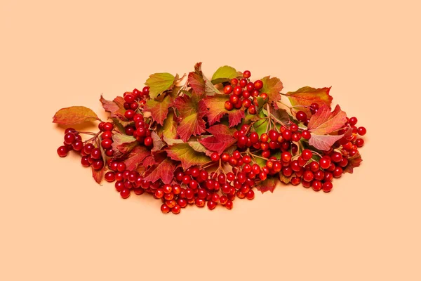 Background with autumn leaves and twigs with red viburnum berrie — Stock Photo, Image