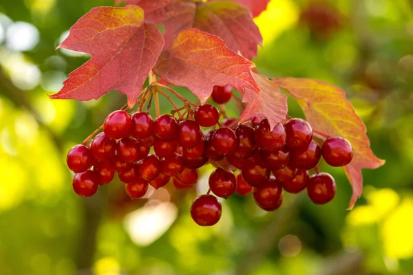 Twigs with red viburnum berries with  red and yellow leaves in t — Stock Photo, Image
