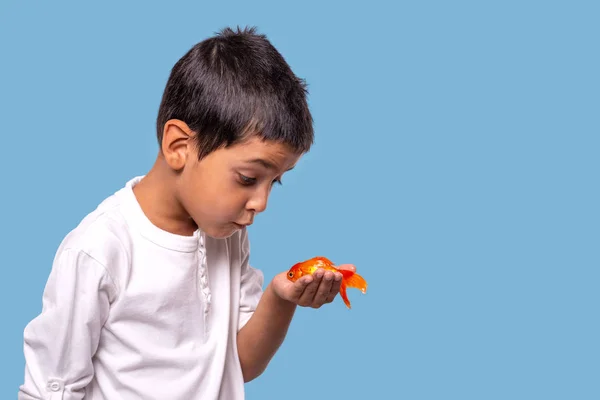 Studioaufnahme eines Jungen mit einem Goldfisch in der Hand auf einem blauen Ba — Stockfoto