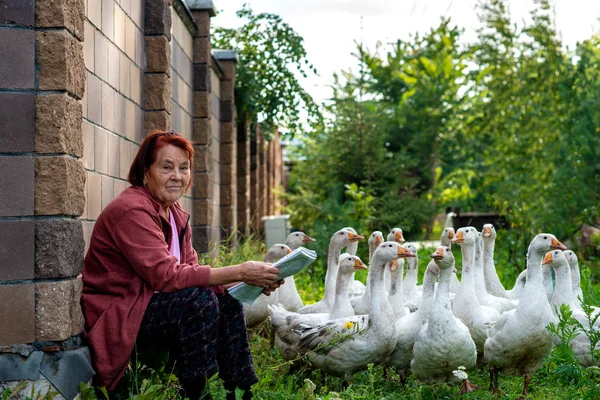 Pensioner sits with domestic geese at a stone fence in the villa