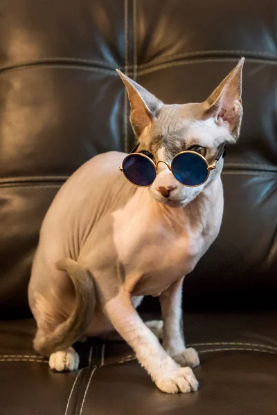 Colpo di sphynx gatto animale domestico indossando occhiali situati su una pelle marrone — Foto Stock