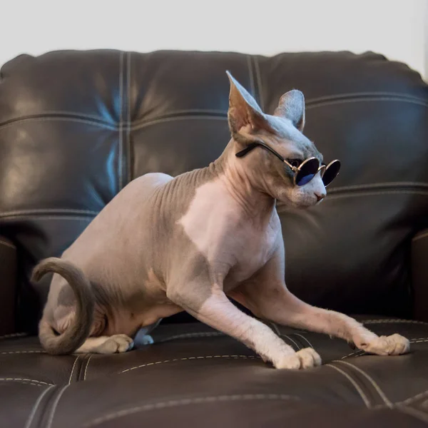 Sphynx gatto animale domestico indossa occhiali siede su una poltrona in pelle marrone — Foto Stock