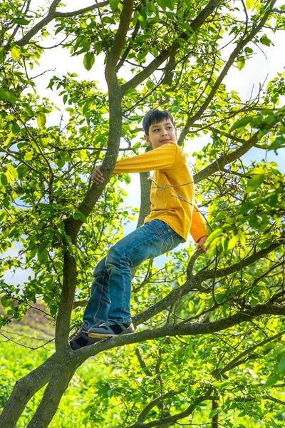 Aufnahme Des Jungen Lächelnden Jungen Der Auf Einem Ast Eines — Stockfoto